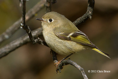 Wrens & Kinglets