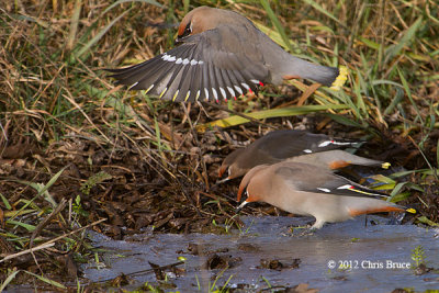 Bohemian Waxwings