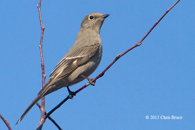 Townsend's Solitaire