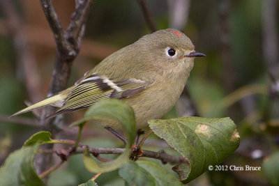 Ruby-crowned Kinglet