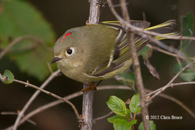 Ruby-crowned Kinglet