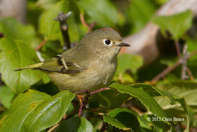 Ruby-crowned Kinglet