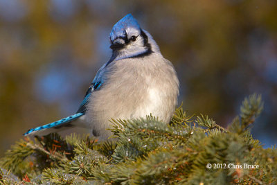 Blue Jay