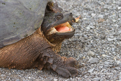 Snapping Turtle