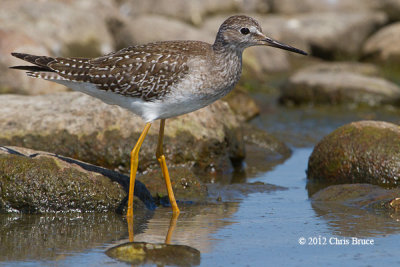 Lesser Yellowlegs