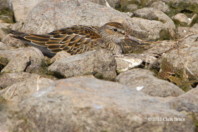 Pectoral Sandpiper