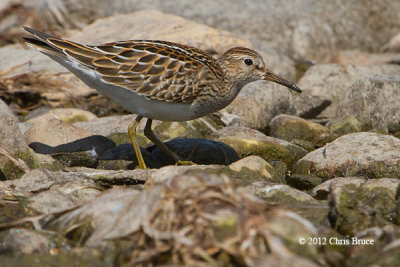 Pectoral Sandpiper