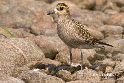 American Golden Plover