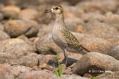 American Golden Plover