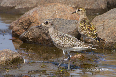 American Golden Plover & Black-bellied Plover