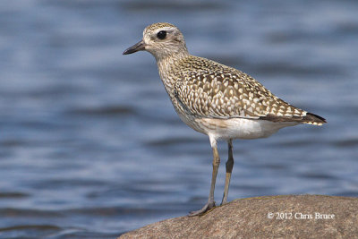 Black-bellied Plover