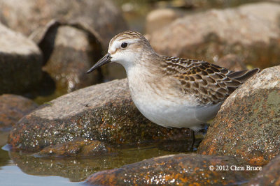 Semipalmated Sandpiper