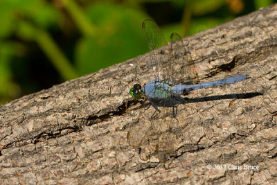 Common Pondhawk male (Erythemis simplicicollis)