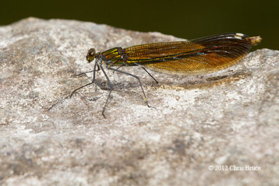 River Jewelwing female (Calopteryx aequabilis)