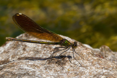 River Jewelwing female (Calopteryx aequabilis)