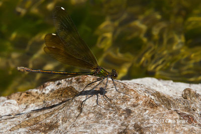 River Jewelwing female (Calopteryx aequabilis)