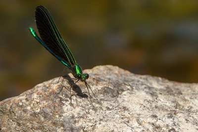 Ebony Jewelwing (Calopteryx maculata)