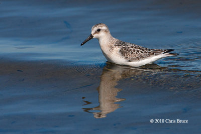 Sanderling