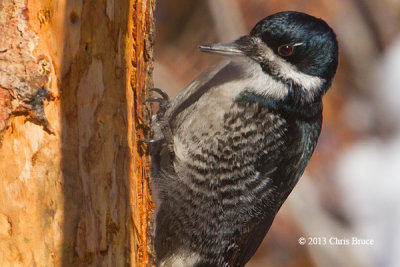 Black-backed Woodpecker (female)