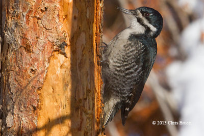 Black-backed Woodpecker (female)
