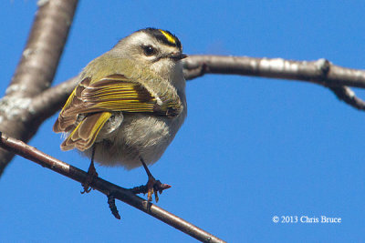 Golden-crowned Kinglet