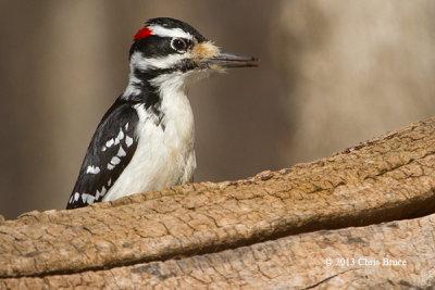 Hairy Woodpecker (male)