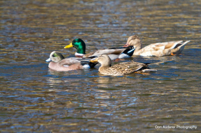 Ducks and Friends