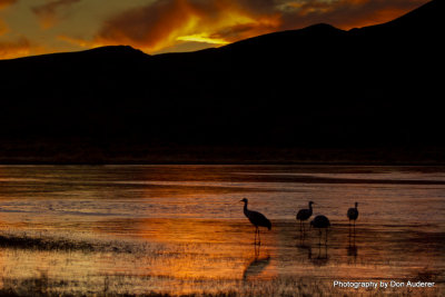 Sandhill Cranes at sunset.