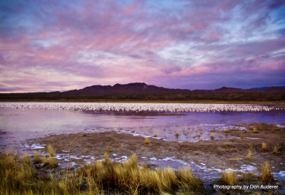 40,000 geese sleeping on the crane pond.