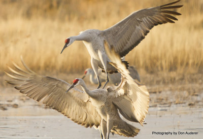 Crash landing.