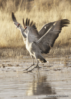 Dual landing.