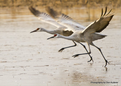 Synchronized take-off.