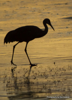 Sandhill Cranes