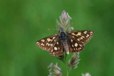 Bont Dikkopje - Chequered Skipper 