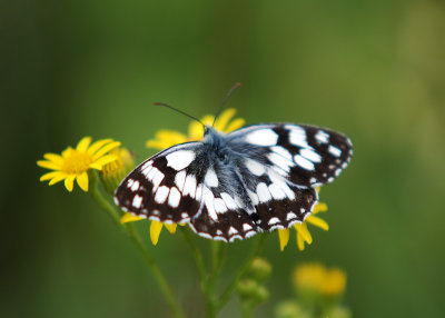 Dambordje - Marbled White