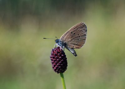 Donker Pimpernelblauwtje - Dusky Large Blue