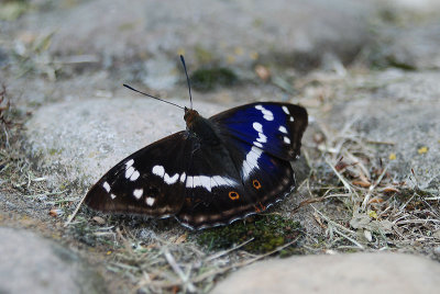 Grote Weerschijnvlinder - Purple Emperor