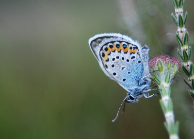 Heideblauwtje - Silver-studded Blue