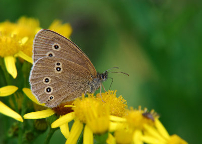 Koevinkje - Ringlet
