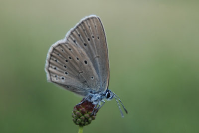 Pimpernelblauwtje - Scarce Large Blue