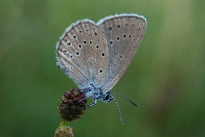 Pimpernelblauwtje - Scarce Large Blue