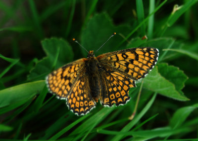 Veldparelmoervlinder - Glanville Fritillary