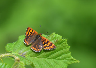 Sleutelbloemvlinder - Duke of Burgundy 