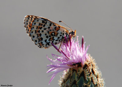 Tweekleurige Parelmoervlinder - Spotted Fritillary