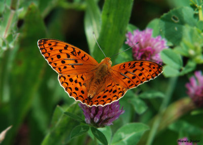 Bosrandparelmoervlinder - High Brown Fritillary 