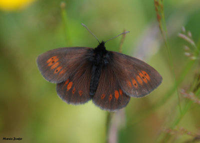 Amandeloogerebia - Almond Eyed Ringlet