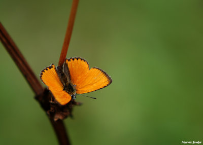 Morgenrood - Scarce copper