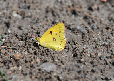 Zuidelijke Luzernevlinder - Berger's clouded yellow