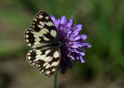 Dambordje - Marbled White