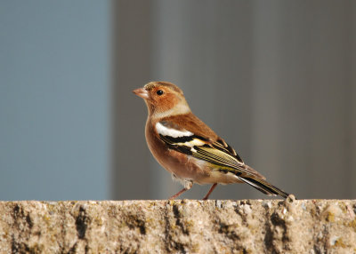 Vink Helgoland 151011